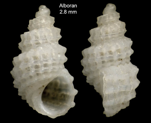 Alvania weinkauffi Weinkauff, 1868pecimen from Isla de Alborán (actual size 2.8 mm).