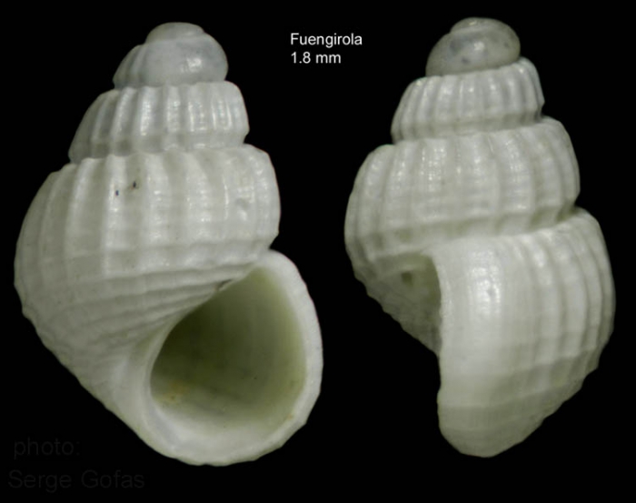Alvania electa (Monterosato, 1874)Shell from Fuengirola, Spain (actual size 1.8 mm). Alvania electa (Monterosato, 1874)Shell from Fuengirola, Spain (actual size 1.8 mm).
