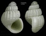 Alvania electa (Monterosato, 1874)Shell from Fuengirola, Spain (actual size 1.8 mm).