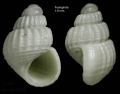 Mollusca (molluscs)