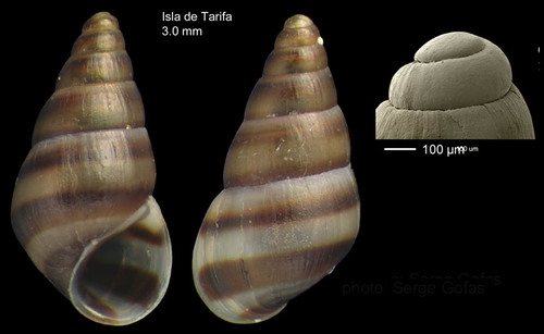 Cingula trifasciata (J. Adams, 1800)Specimen from Isla de Tarifa, Spain (actual size 3.0 mm), and protoconch.