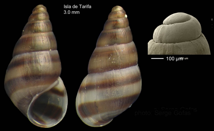 Cingula trifasciata (J. Adams, 1800)Specimen from Isla de Tarifa, Spain (actual size 3.0 mm), and protoconch.