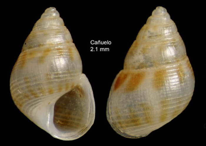 Crisilla semistriata (Montagu, 1808)Specimen from Ca�uelo, M�laga, Spain (actual size 2.1 mm).