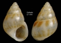 Mollusca (molluscs)