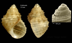 Crisilla tenera (Philippi, 1844)Specimen from Calahonda, Mlaga, Spain (actual size 1.8 mm), and protoconch of a shell from Fuengirola, Spain.