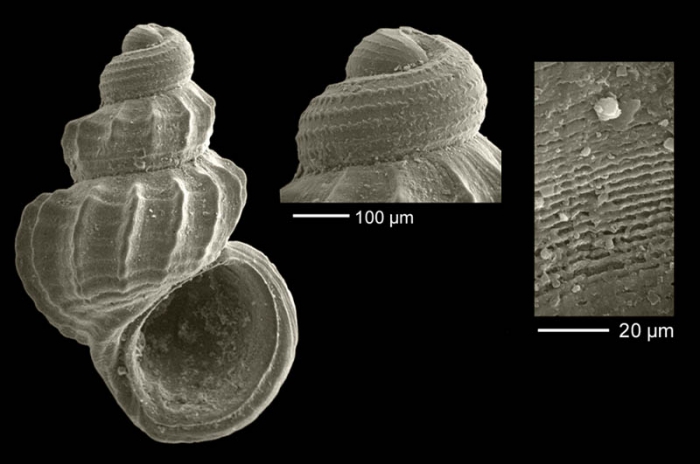 Manzonia alexandrei Gofas, 2010Specimen the Strait of Gibraltar (paratype, coll. MNHN, actual size 1.5 mm), microsculpture and protoconch of the same specimen.