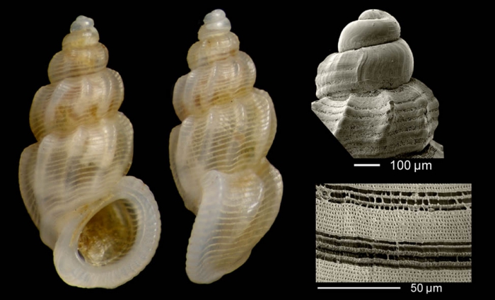 Manzonia crassa (Kanmacher, 1798)Specimen from Benalm�dena, Spain (actual size 3.0 mm), microsculpture of a specimen from Calahonda, M�laga, Spain, and protoconch of a shell from Denia, Valencia, Spain.