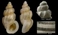 Manzonia crassa (Kanmacher, 1798)Specimen from Benalmádena, Spain (actual size 3.0 mm), microsculpture of a specimen from Calahonda, Málaga, Spain, and protoconch of a shell from Denia, Valencia, Spain.