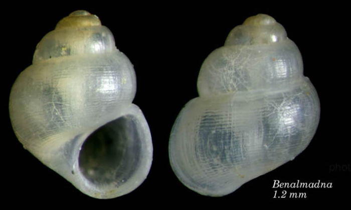 Obtusella intersecta (Wood S., 1857)Shell from Benalmádena, Spain (actual size 1.2 mm).