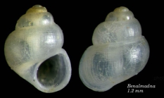 Obtusella intersecta (Wood S., 1857)Shell from Benalmena, Spain (actual size 1.2 mm).