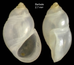 Plagyostila asturiana Fischer P. in de Folin, 1872Specimen from Barbate, Spain (actual size 2.7 mm).