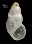 Onoba guzmani Hoenselaar & Moolenbeek, 1987Specimen from Tangiers, Morocco (actual size 1.4 mm).