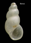 Onoba tarifensis Hoenselaar & Moolenbeek, 1987Shell from Benz, Ceuta, Strait of Gibraltar (actual size 1.8 mm).