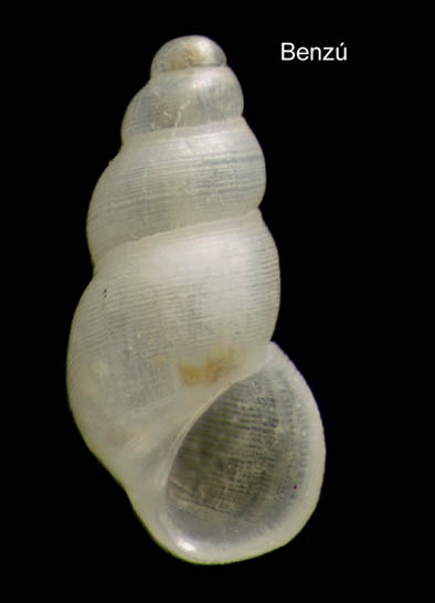 Onoba tarifensis Hoenselaar & Moolenbeek, 1987Shell from Benzú, Ceuta, Strait of Gibraltar (actual size 1.8 mm).