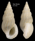 Rissoina bruguieri (Payraudeau, 1826)Specimen from Illes Medes, Gerona, Spain (actual size 6.3 mm)