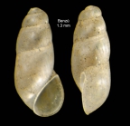 Botryphallus epidauricus (Brusina, 1866)Specimen from Benz Ceuta, Strait of Gibraltar (actual size 1.3 mm).
