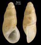 Peringiella elegans (Locard, 1892)Specimen from Benzú, Ceuta, Strait of Gibraltar (actual size 2.1 mm).