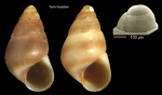 Barleeia unifasciata (Montagu, 1803)Specimen from Torre Guadiaro, Cádiz, Spain (actual size 2.7 mm), and protoconch of a specimen from Torre de la Peña, Tarifa, Spain