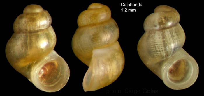 Nodulus contortus (Jeffreys, 1856)Specimen from Calahonda, Málaga, Spain (actual size 1.2 mm).