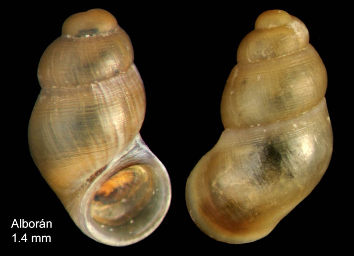 Nodulus spiralis van der Linden, 1986 Specimen from Isla de Alborán (actual size 1.4 mm). Nodulus spiralis van der Linden, 1986 Specimen from Isla de Alborán (actual size 1.4 mm).
