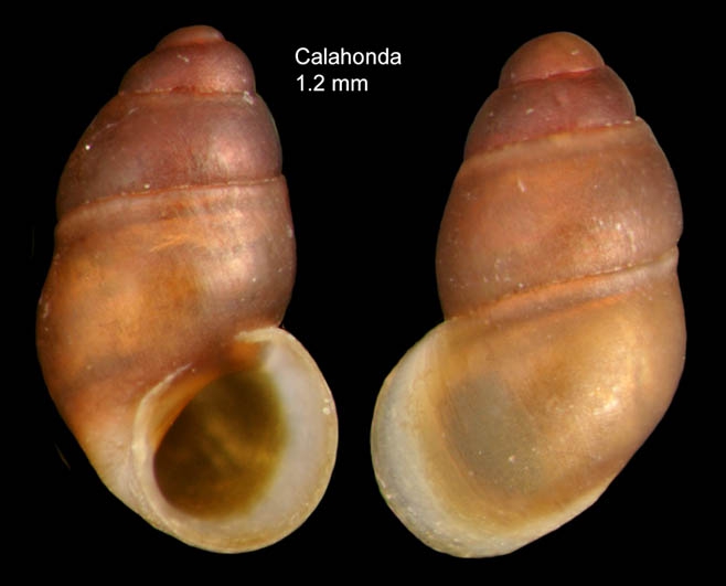 Pisinna glabrata (Von Mühlfeldt, 1824)Specimen from Calahonda, Málaga, Spain (actual size 1.2 mm). Pisinna glabrata (Von Mühlfeldt, 1824)Specimen from Calahonda, Málaga, Spain (actual size 1.2 mm).