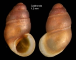 Pisinna glabrata (Von Mühlfeldt, 1824)Specimen from Calahonda, Málaga, Spain (actual size 1.2 mm).