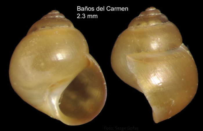 Paludinella globularis (Hanley in Thorpe, 1844)Specimen from Baos del Carmen, Mlaga, Spain (actual size 2.3 mm).