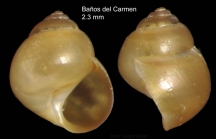 Paludinella globularis (Hanley in Thorpe, 1844)Specimen from Bas del Carmen, Maga, Spain (actual size 2.3 mm).