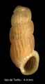 Mollusca (molluscs)