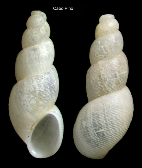 Ceratia proxima (Forbes & Hanley, 1850)Specimen from Cabo Pino (-25 m), Mlaga, Spain (actual size 3.4 mm).