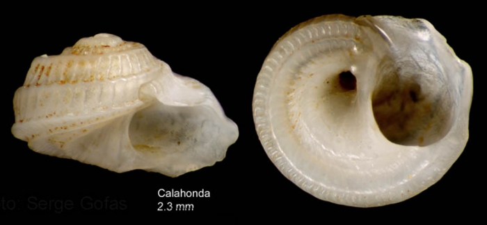 Tornus subcarinatus (Montagu, 1803)Specimen from Calahonda, Málaga, Spain (actual size 2.3 mm).