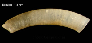 Caecum clarkii Carpenter, 1859Specimen from Los Escullos, Almer, Spain (actual size 1.8 mm).