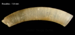 Caecum clarkii Carpenter, 1859Specimen from Los Escullos, Almería, Spain (actual size 1.8 mm).
