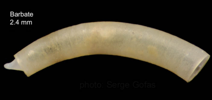 Caecum cuspidatum Chaster, 1896Specimen from Barbate, Spain (actual size 2.4 mm).