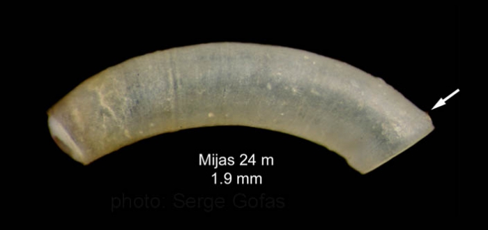 Caecum subannulatum de Folin, 1870Specimen from Calahonda (-24 m), M�laga, Spain (actual size 1.9 mm).