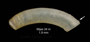 Caecum subannulatum de Folin, 1870Specimen from Calahonda (-24 m), Mlaga, Spain (actual size 1.9 mm).