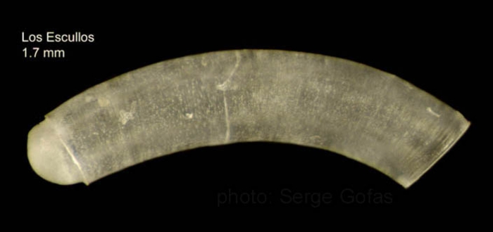 Caecum armoricum de Folin, 1869Specimen from Los Escullos, Almería, Spain (actual size 1.7 mm). Caecum armoricum de Folin, 1869Specimen from Los Escullos, Almería, Spain (actual size 1.7 mm).