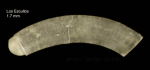 Caecum armoricum de Folin, 1869Specimen from Los Escullos, Almería, Spain (actual size 1.7 mm).