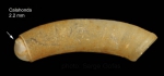 Caecum auriculatum de Folin, 1868Specimen from Calahonda, Málaga, Spain (actual size 2.2 mm).