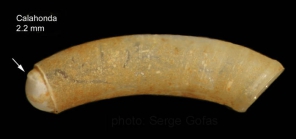 Caecum auriculatum de Folin, 1868Specimen from Calahonda, Mlaga, Spain (actual size 2.2 mm).