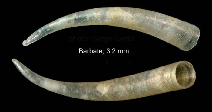 Parastrophia asturiana de Folin, 1870Shell from Barbate, Spain (actual size 3.2 mm). Parastrophia asturiana de Folin, 1870Shell from Barbate, Spain (actual size 3.2 mm).