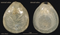 Brachiopoda (lamp shells)
