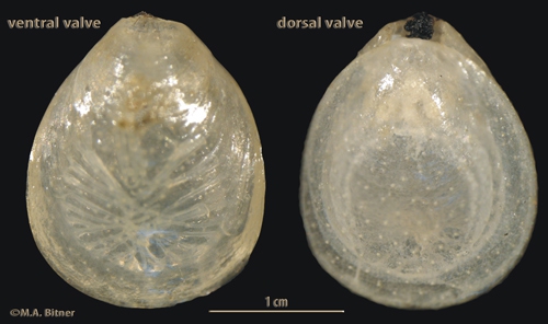 Oceanithyris juveniformis Bitner & Zezina, 2013 Oceanithyris juveniformis Bitner & Zezina, 2013