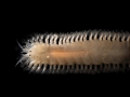 Polychaeta (bristle worms)