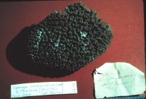 Spongia cerebriformis lectotype specimen