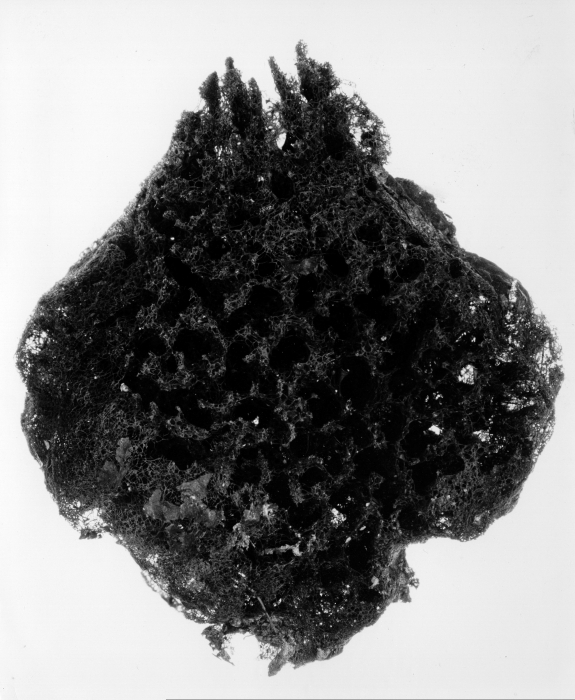 Spongia cerebriformis paralectotype specimen