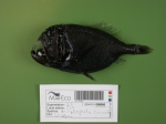 Anoplogaster cornuta