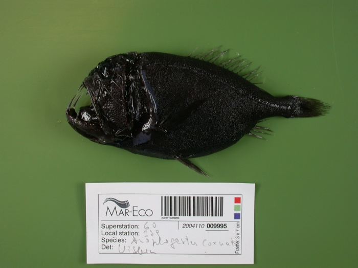 Anoplogaster cornuta Anoplogaster cornuta