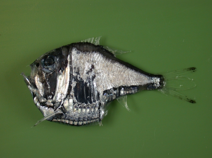 Argyropelecus olfersoni Argyropelecus olfersoni