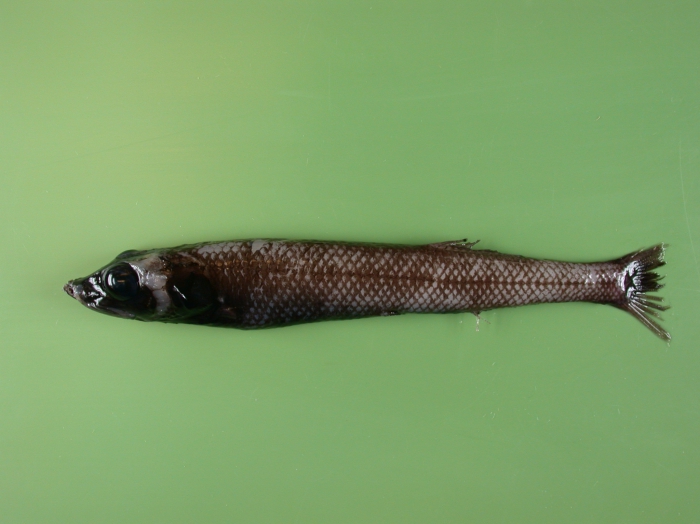 Bajacalifornia megalops Bajacalifornia megalops